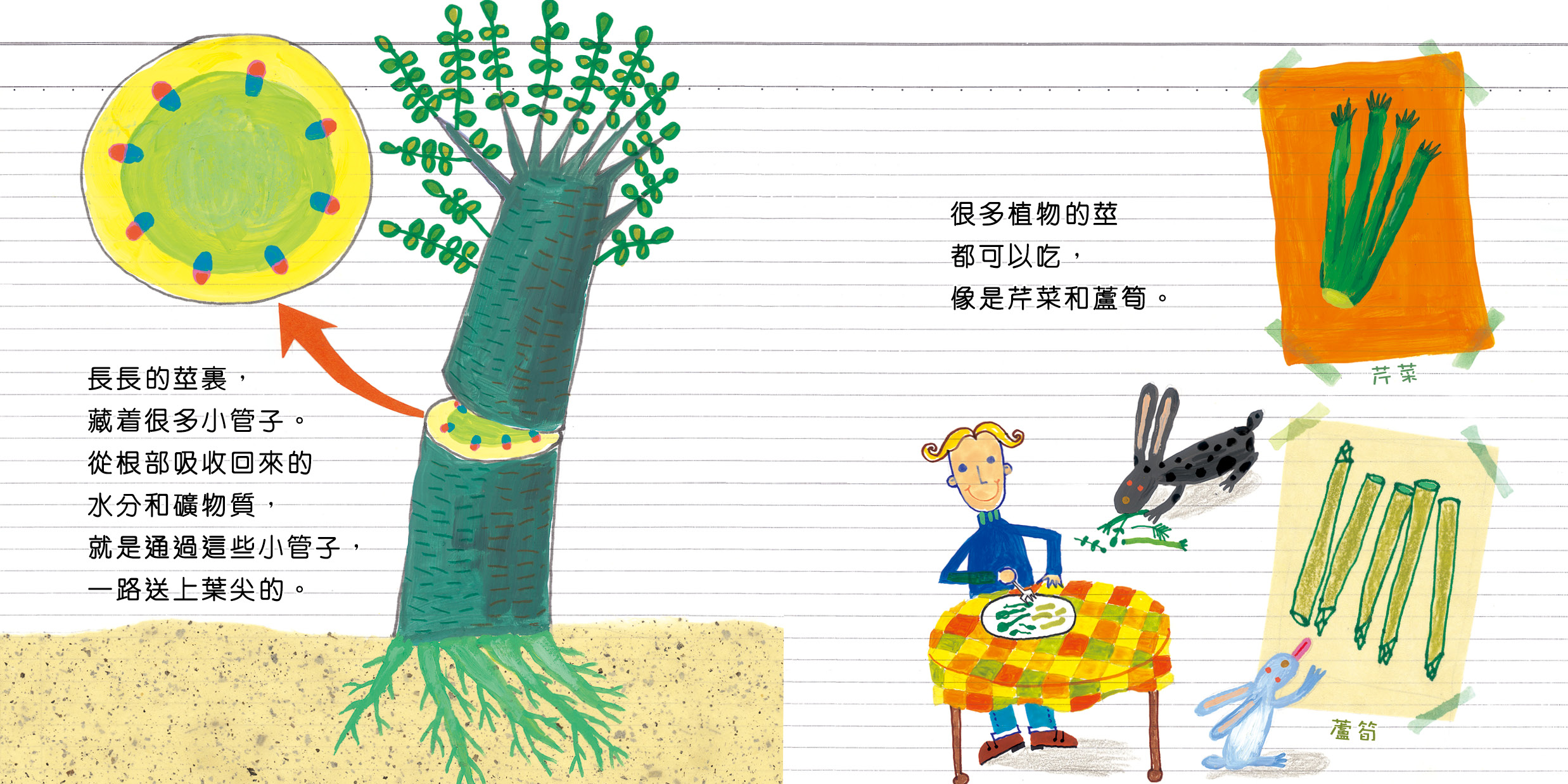 植物的祕密